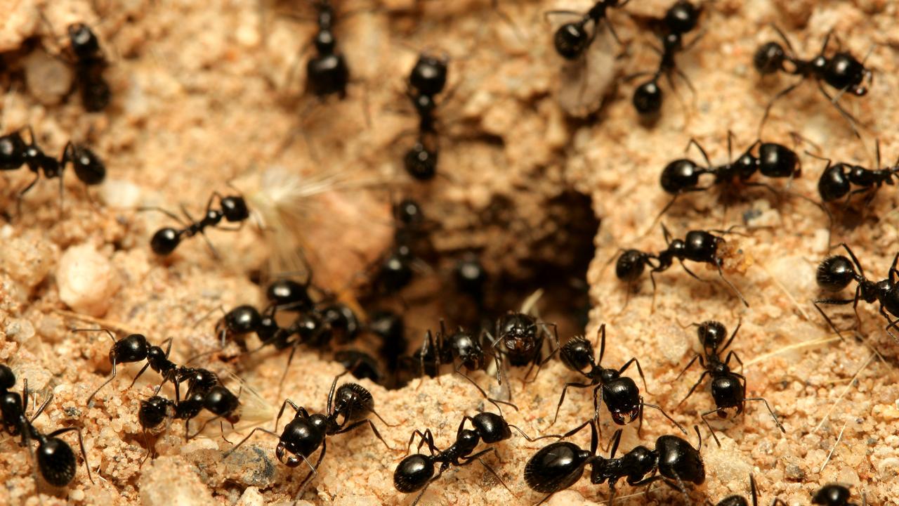 How small are humans in comparison to the earth's size? If the earth were  the size of a basketball, would humans be the size of ants? Or would they  be smaller? 