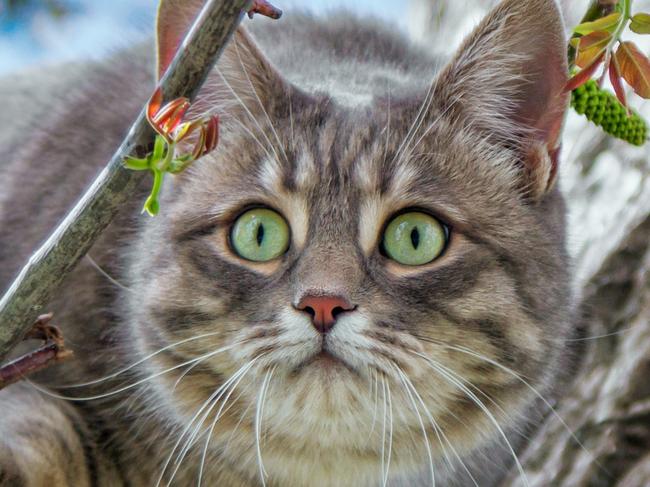 SMART PETS. Cute gray cat with green eyes and pink nose, sitting on a tree branch, bird hunting. Picture: iStock