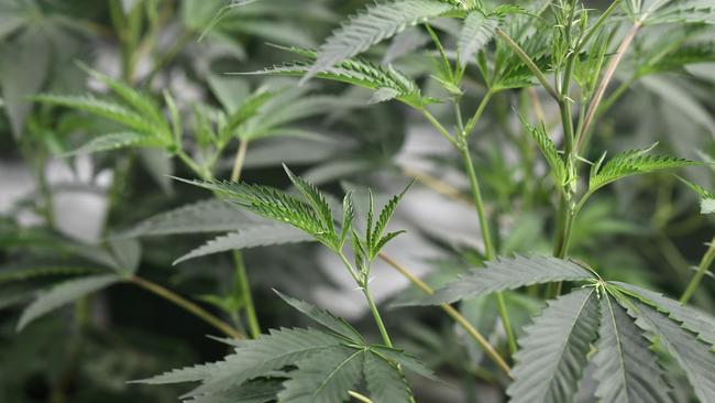 Marijuana plants grow under artificial light at the Green Pearl Organics dispensary in Desert Hot Springs, California. Picture: AFP