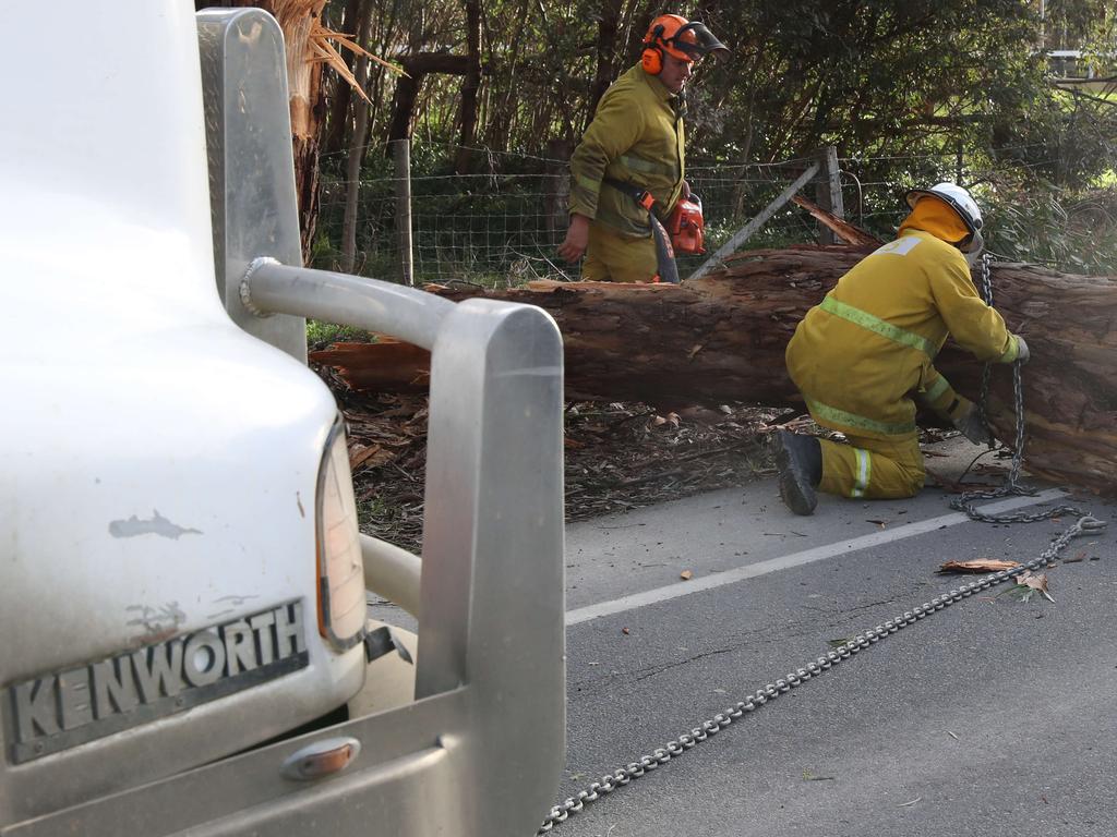 A CFS worker attaches a chain to the remains of a fallen tree over the main road in Charleston. Picture: Simon Cross