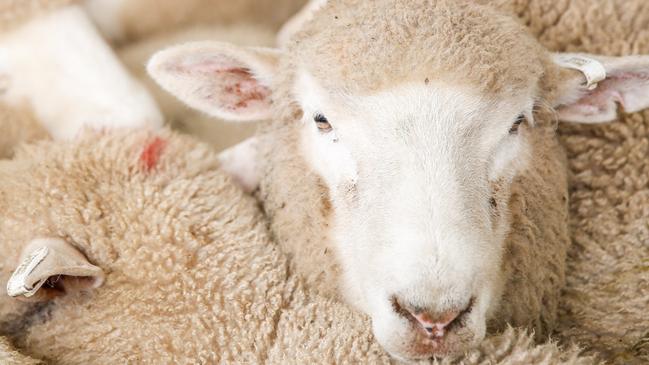 Slaughter rates for lambs are sitting 6 per cent lower than same time last year, suggesting a flock rebuild. Picture: Chloe Smith.