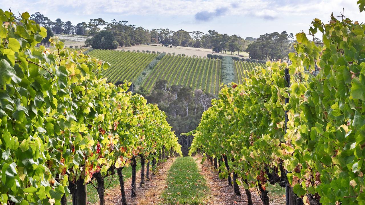 Tucks is a rare chance to own part of the Mornington Peninsula’s wine legacy.
