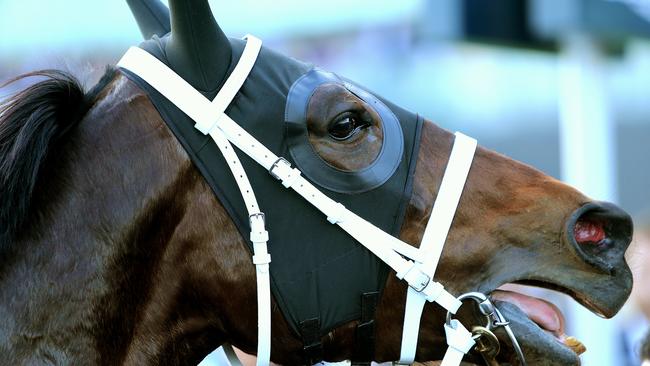 Pictured is Champion mare Winx, ridden by jockey Hugh Bowman, after winning her 19th straight race at Royal Randwick Racecourse today. Picture: Tim Hunter.