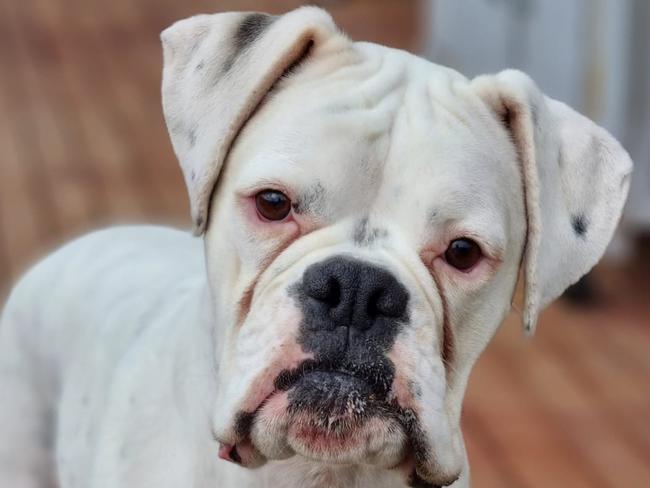 Tassie's cutest big dog nominee: Rubble - Boxer