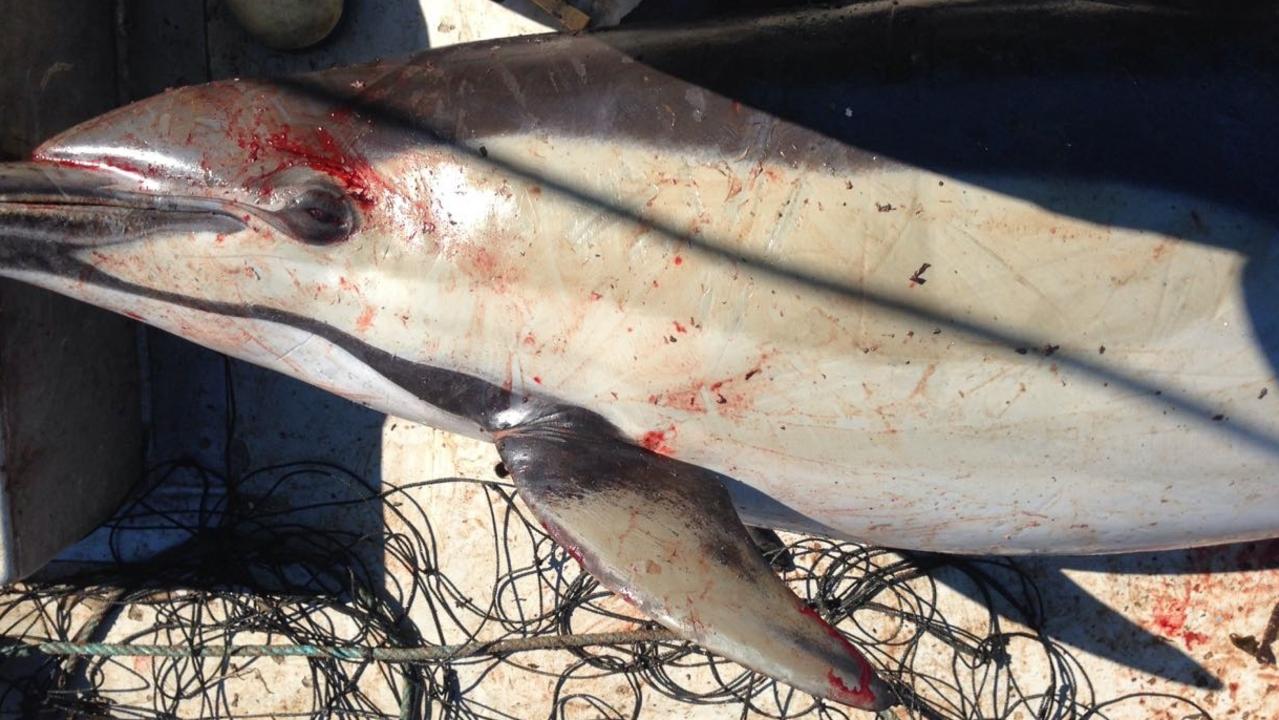 A dead dolphin found caught in a shark net off a Sydney beach. Picture: Humane Society International (Australia)