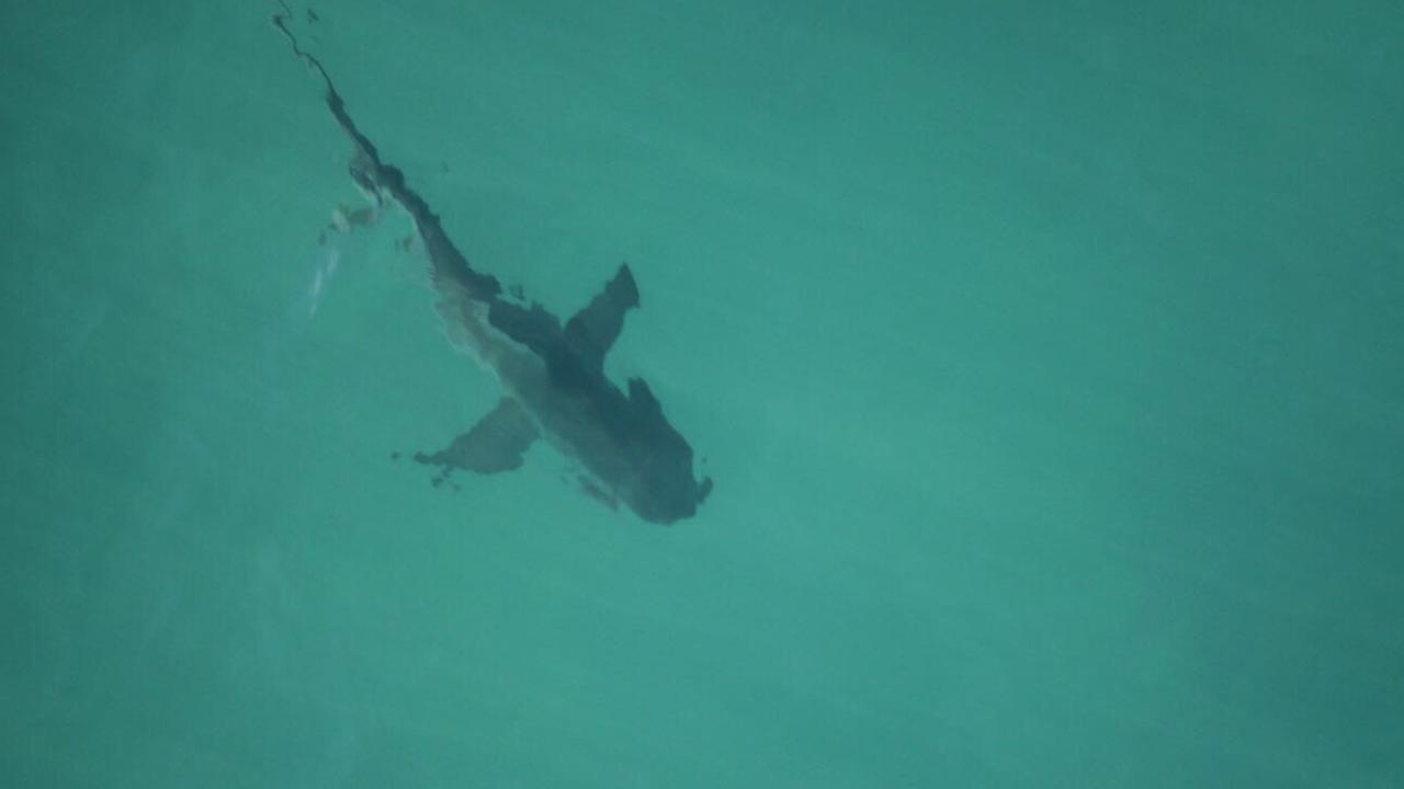 Gold Coast mega event it involves a bull shark in the Broadwater Gold Coast Bulletin