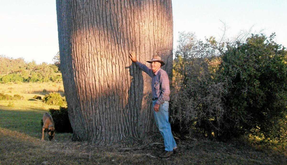 SOLUTION: Many bottle trees were felled in the early days to save starving stock. This is one of the last giant trees to be found in the foothills of the Bunya Mountains. Picture: Contributed