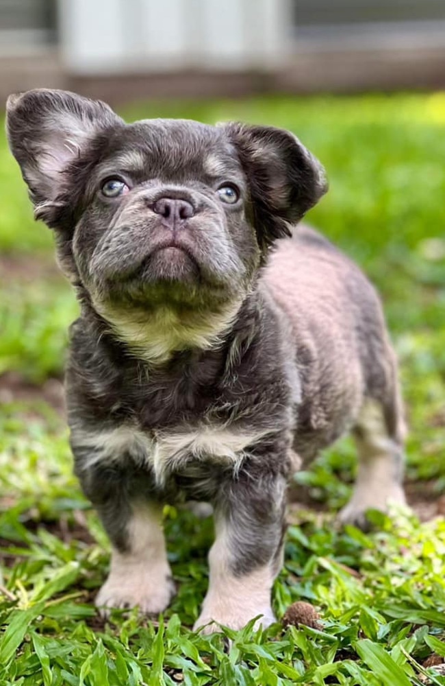 Hades aka Lilly Rose God Of The Underworld: Barry Facer's 3 month old Fluffy French Bulldog