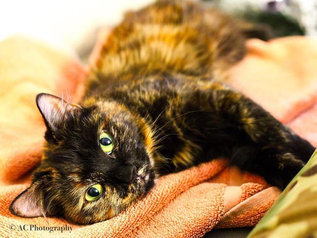 This is Bear. She is a 2.5-years-old and just loves having cuddles with her mum. Picture: Amber Chambers