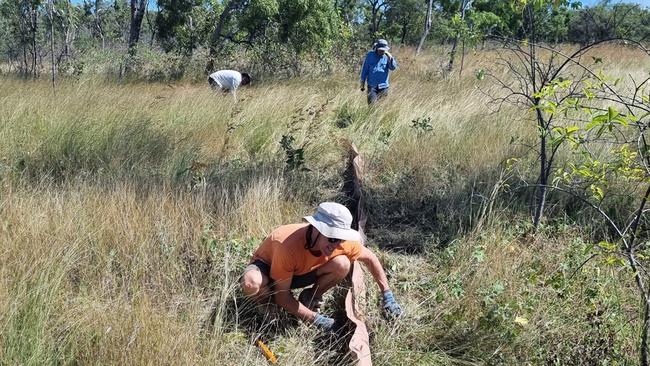 The survey team in their search for the rare skinks. Photo: Conrad Hoskin