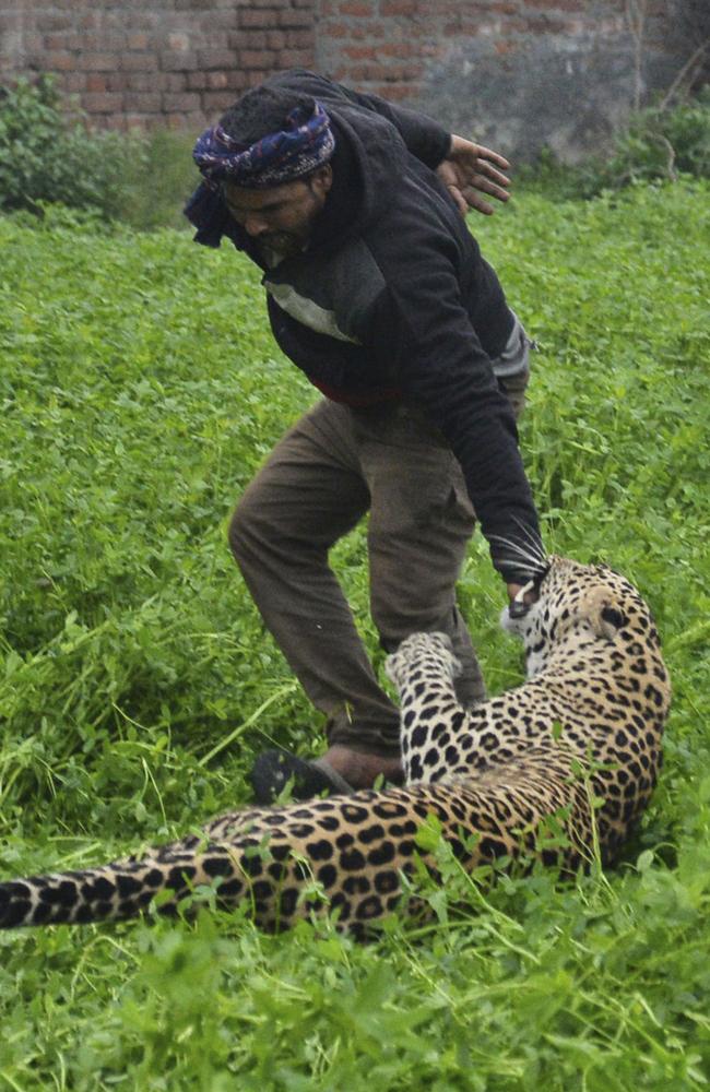 Leopard attack in Jalandhar city, India, caught on video | news.com.au ...