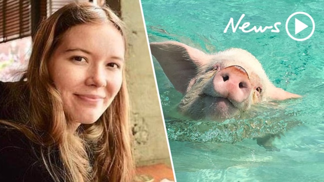 California student killed by tiger sharks while snorkelling with pigs in  the Bahamas