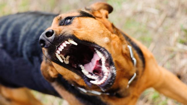 There is a growing number of dog attacks in our region. Picture: IStock