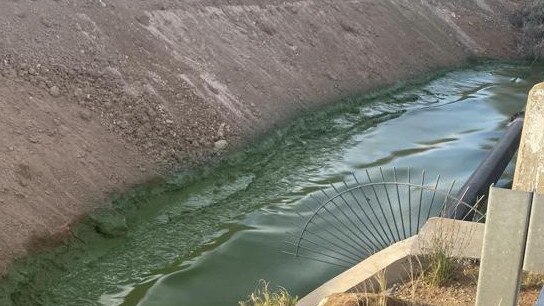 High amounts of blue green algae have been detected in Mildura’s irrigation channels. Picture: Shonnie Jordan