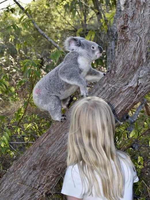 Violet was rescued in November 2022 from the bottom of a dug-out swimming pool. She was released back into the wild after 9 months of rehabilitation at Magnetic Island Koala Hospital.