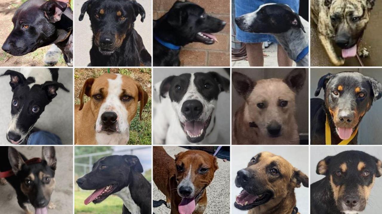 Brisbane’s A Mini Rescue begs community to help save 30 dogs on death ...