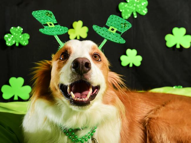 Dogtopia Retreat is celebrating St Patricks Day. Arlo, 3yo Border collie gets in the irish spirit.