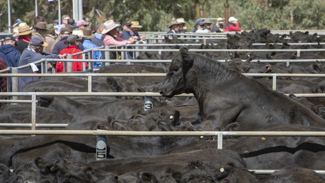 Cattle at saleyards. Picture: Zoe Phillips