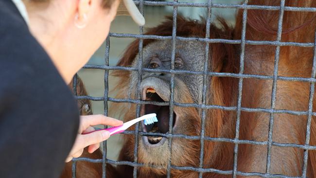 Karta has her teeth brushed by Senior Primate Keeper Jodie Ellen. Picture: Dylan Coker