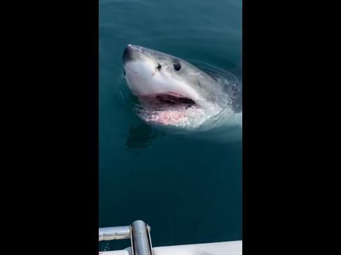 Great white shark gets up close and personal with boaters