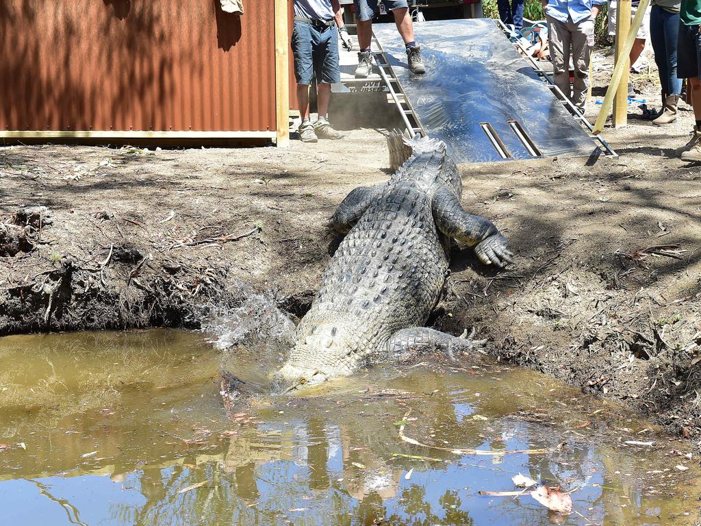 Billabong Sanctuary's new croc Krakatoa arrives to his new home. Picture: Shae Beplate.