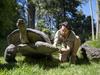 Aldabra Giant Tortoise Training Melbourne Zoo
