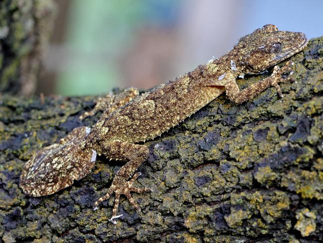 Leaf-Tailed Gecko. Picture: Jay Town