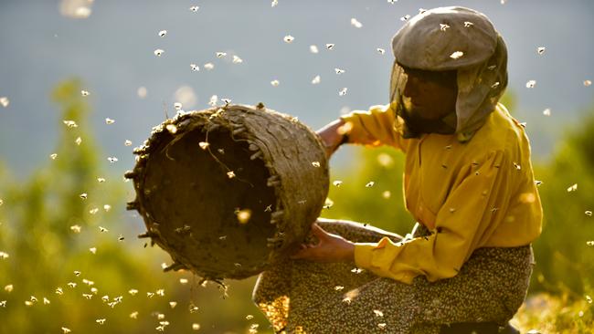 Honeyland follows Hatidze Muratova, a bee expert in Macedonia.