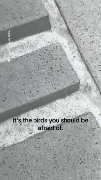 American freaked out by Aussie bird