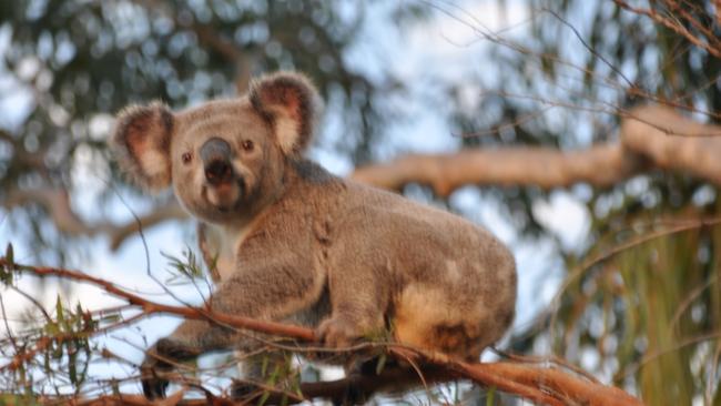 A number of koalas died after their homes were destroyed. 