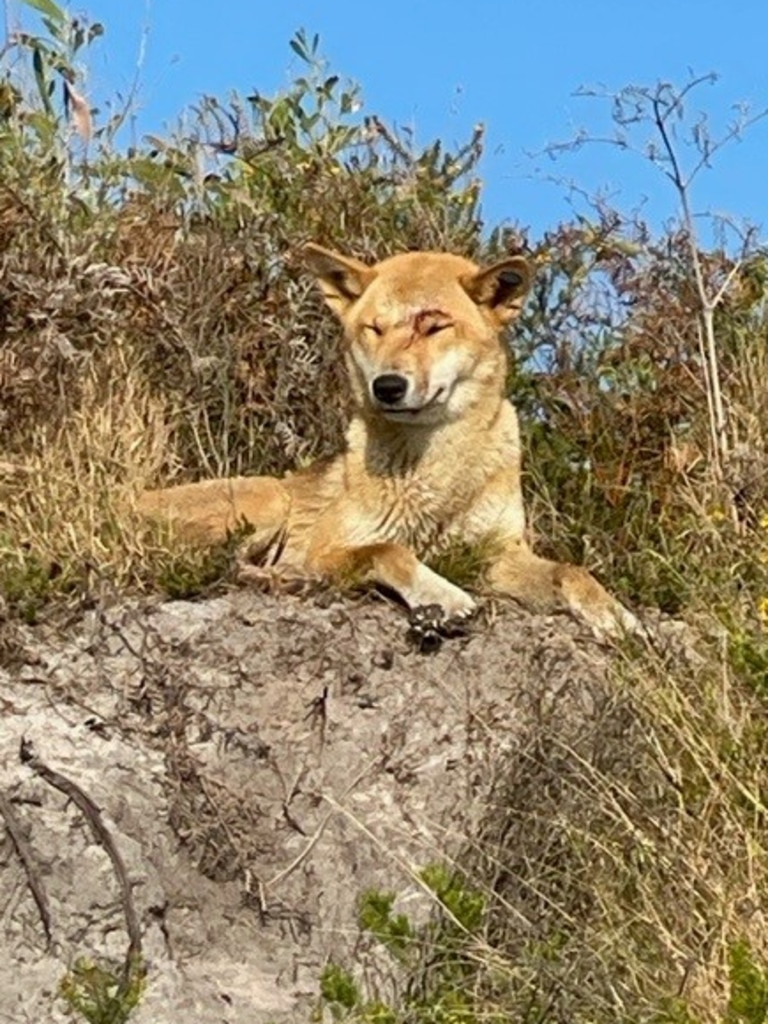 The animal is native to K’gari, formerly known as Fraser Island. Picture: Queensland Department of Environment and Science