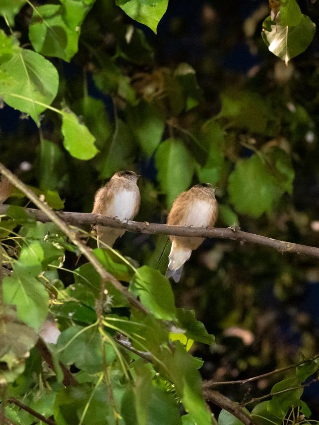 Tree Martins taking refuge in a Leigh St tree. Picture: Craig Greer.