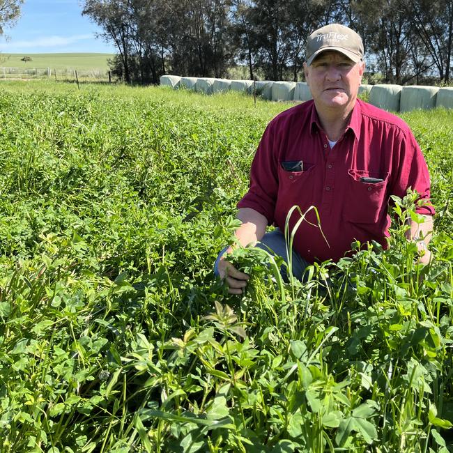 Agronomist and farmer Don Kirkpatrick of Maxwell in southern NSW inspects a pasture crop. Picture: Nikki Reynolds