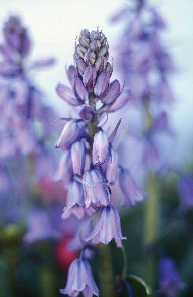 Peter Cundall: Blooming good time to feed spring-flowering bulbs | The ...