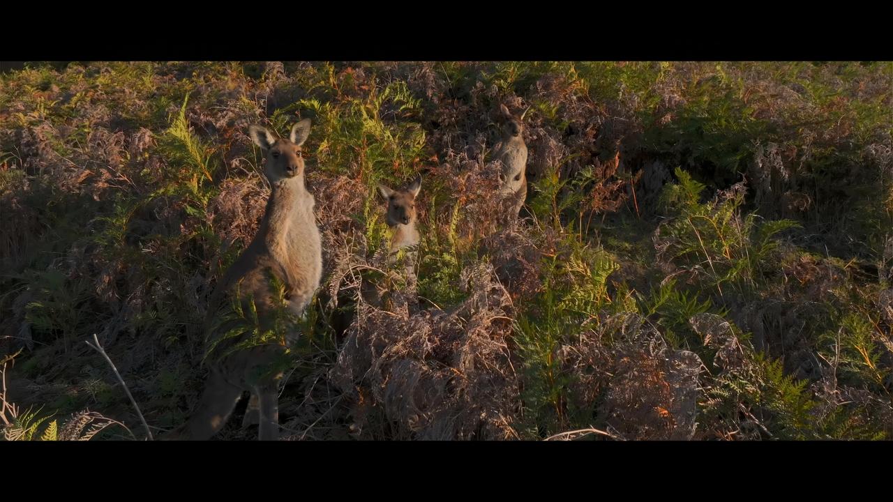 A still from his film 'Living in Australia'. Picture: Chris Tangey