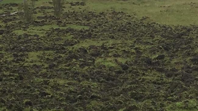 Damage caused in one night by feral pig on a property adjoining Kosciuszko National Park. <i>Picture: Supplied</i>