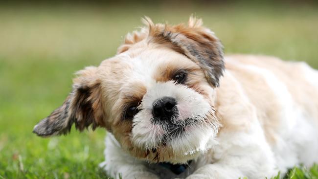 Hercules the Shih Tzu survived a two-week ordeal in hospital after a paralysis tick bite. Picture: Nigel Hallett