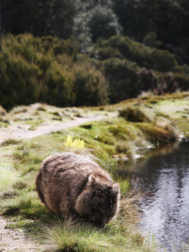 Wombat at Cradle Mountain Lodge. Picture: Caroline West