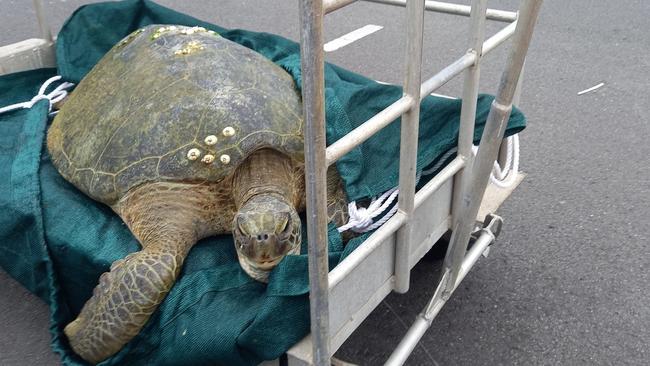 Cairns Coast Guard have rescued a giant sea turtle after it was reported in distress by boaties off the coast of Cairns. Photo: Facebook