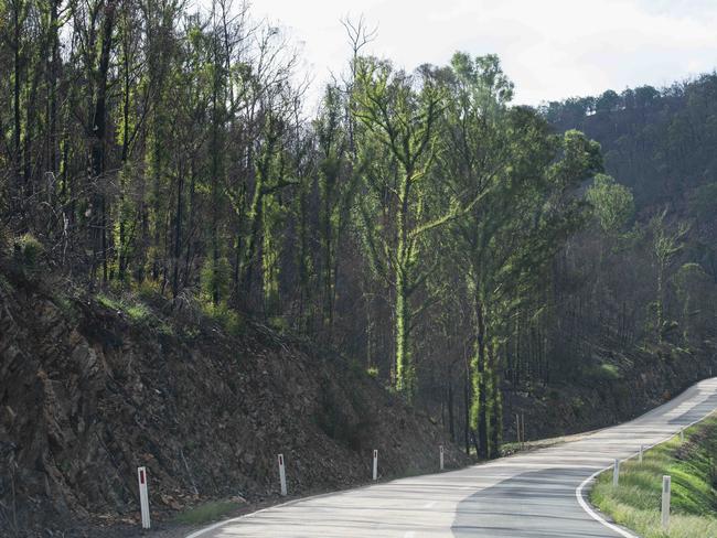 PM to announce huge investment in Victorian forests