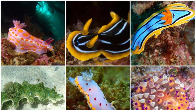 Enter the wonderful world of nudibranches in the third annual Coffs Coast Sea Slug Census which is held in conjunction with SURG, the Solitary Island Underwater Research Group Inc.