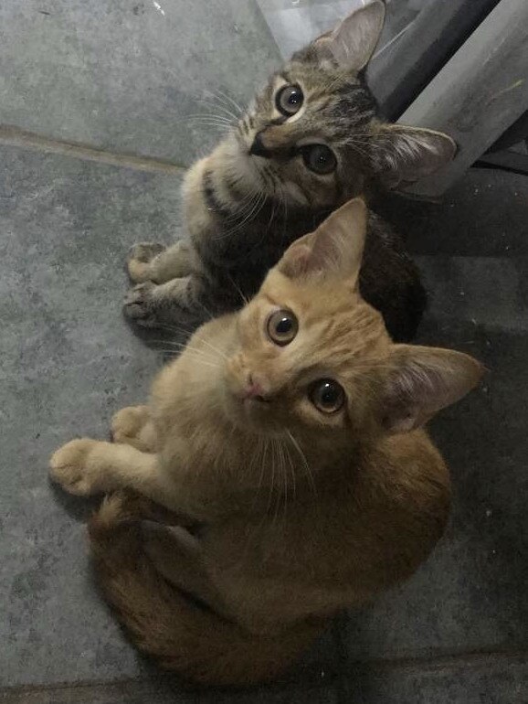 05/07/2019 - Delilah and Sampson waiting patiently for some food. Picture: Mary Fryar