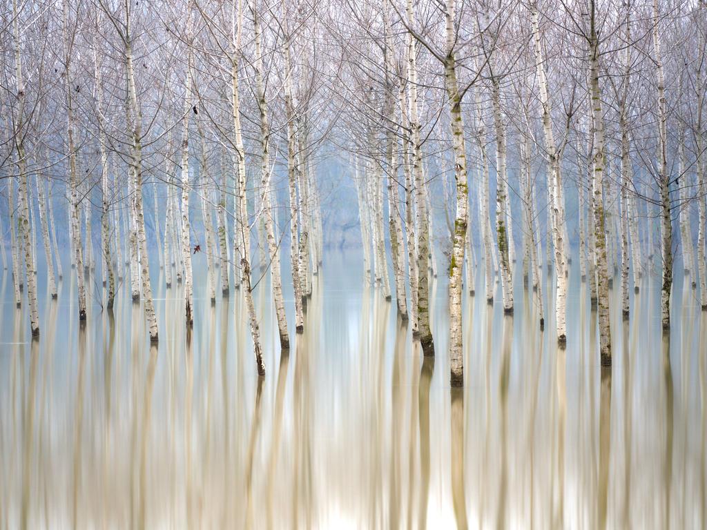 Long exposure creates a watercolour painting in these semi-submerged birch trees on the River Po in Italy. Picture: Gianluca Gianferrari/TNC Photo Contest 2023