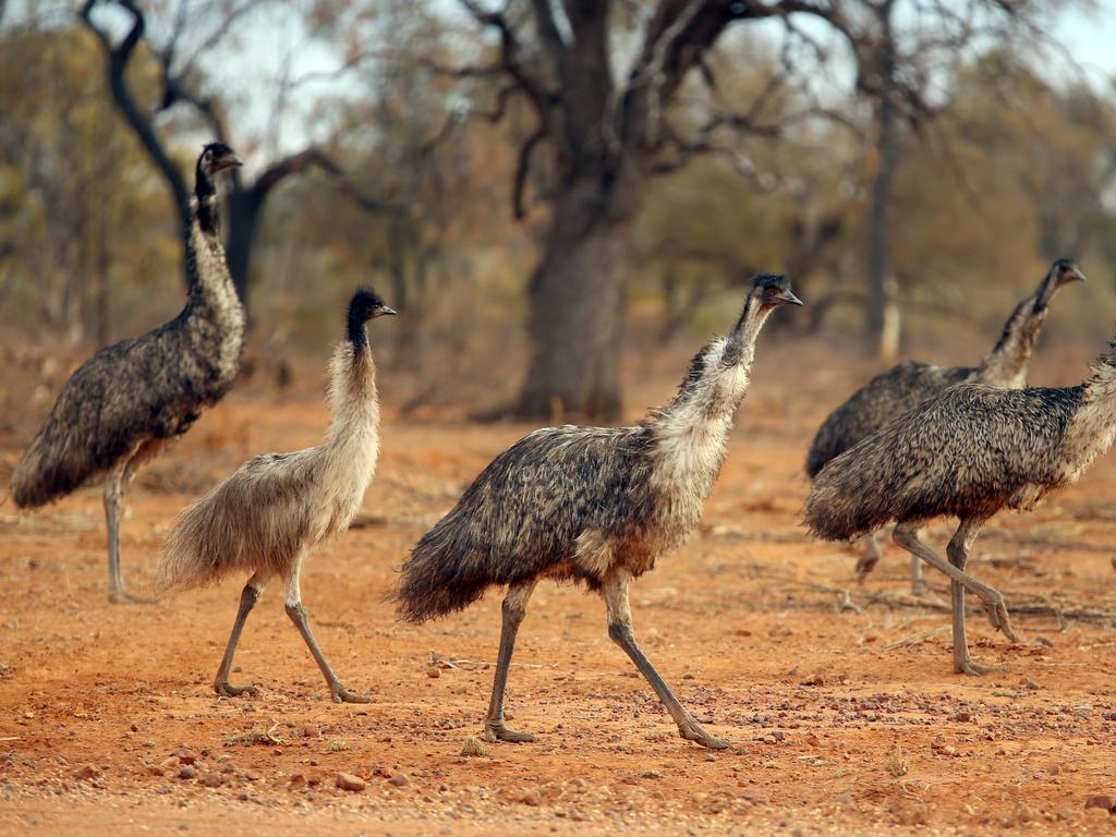 Emus looking for food on the farm of James Foster. Picture: Sam Ruttyn