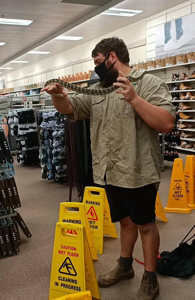 Snake catcher Rhien Talbot removes a coastal carpet python from inside Target Bribie Island. Picture: Maria Kenna/Facebook