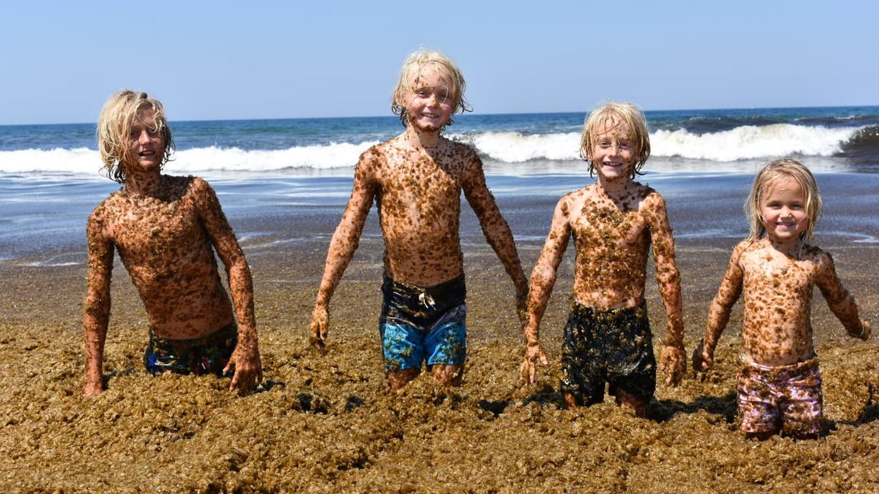 Kai, 13, Cruz, 10, Beau, 8 and Lola Colless, 5, playing in the mass of seaweed washed up on Palm Beach. Picture: Brooke Colless