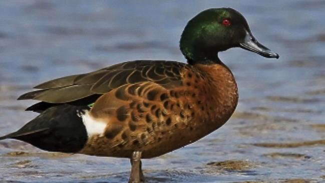 A chestnut teal duck, which is among the species that can be hunted in SA.