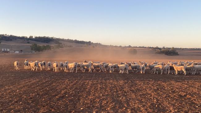 Sheep in a dusty paddock at Andrew and Annie Zankers' Appila farm. Picture: Supplied