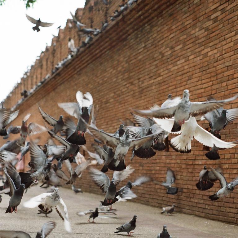 'Selfish' man is attracting hundreds of pigeons to an inner Sydney street. Picture: Duy Vo