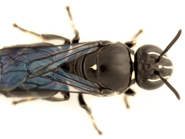 Hello pretty: Missing for almost 100 years: the rare and potentially threatened bee Pharohylaeus lactiferus has been rediscovered in Queensland.